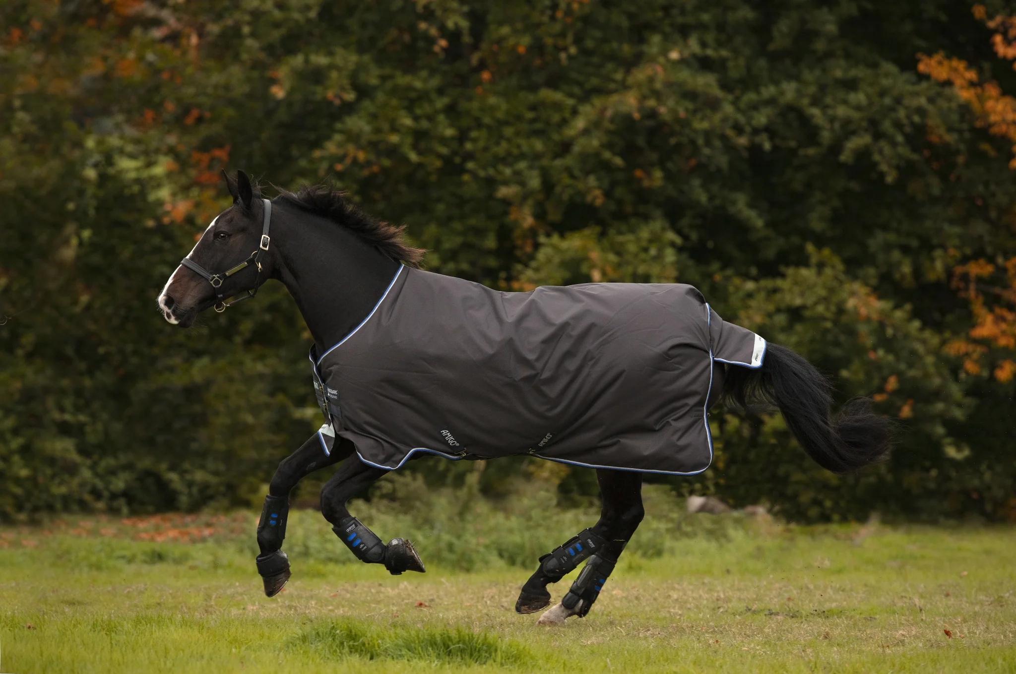 Amigo Bravo 12 Original Pony Turnout Blanket (0g Lite) - Image 2
