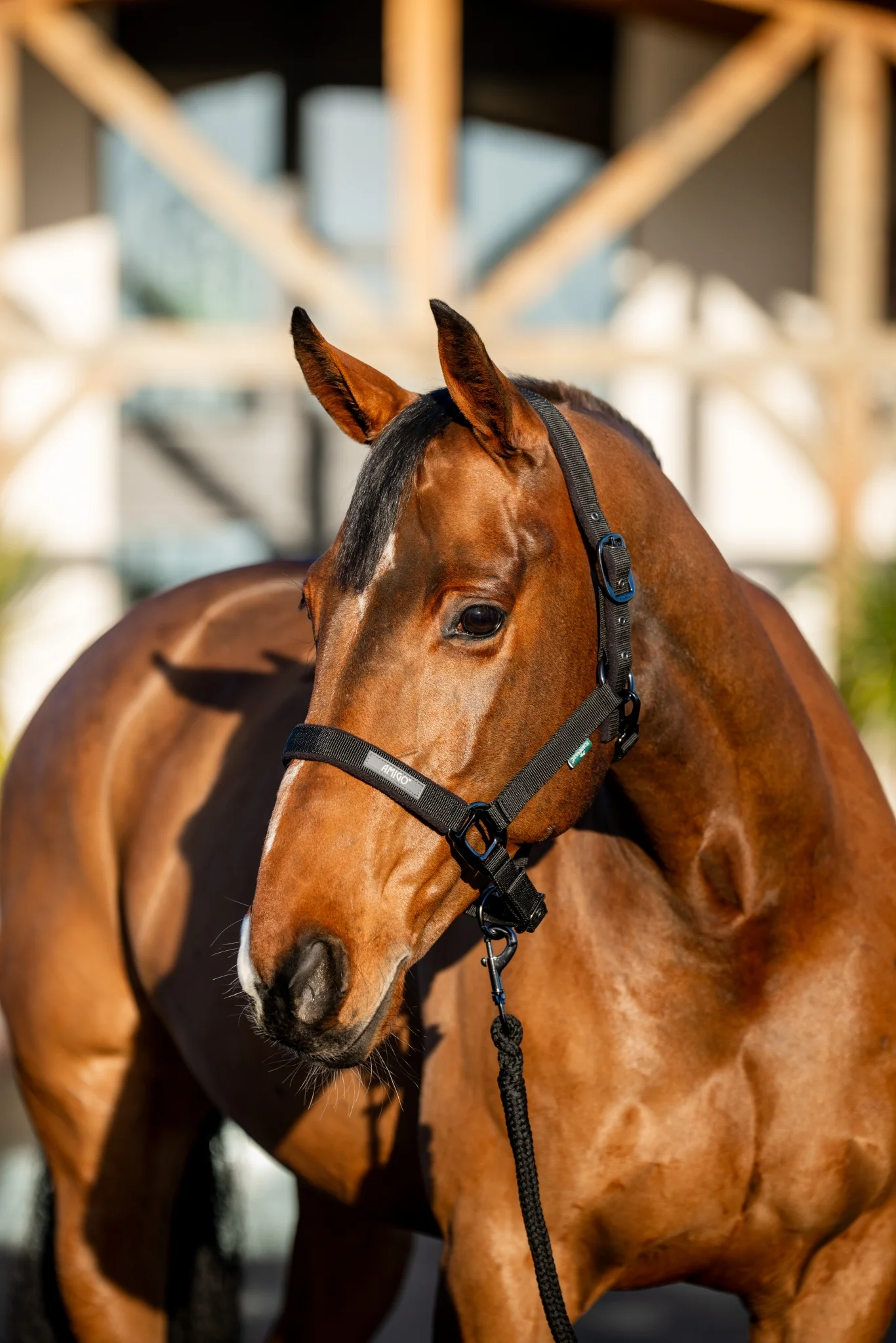 Amigo Halter & Leadrope Set - Image 3