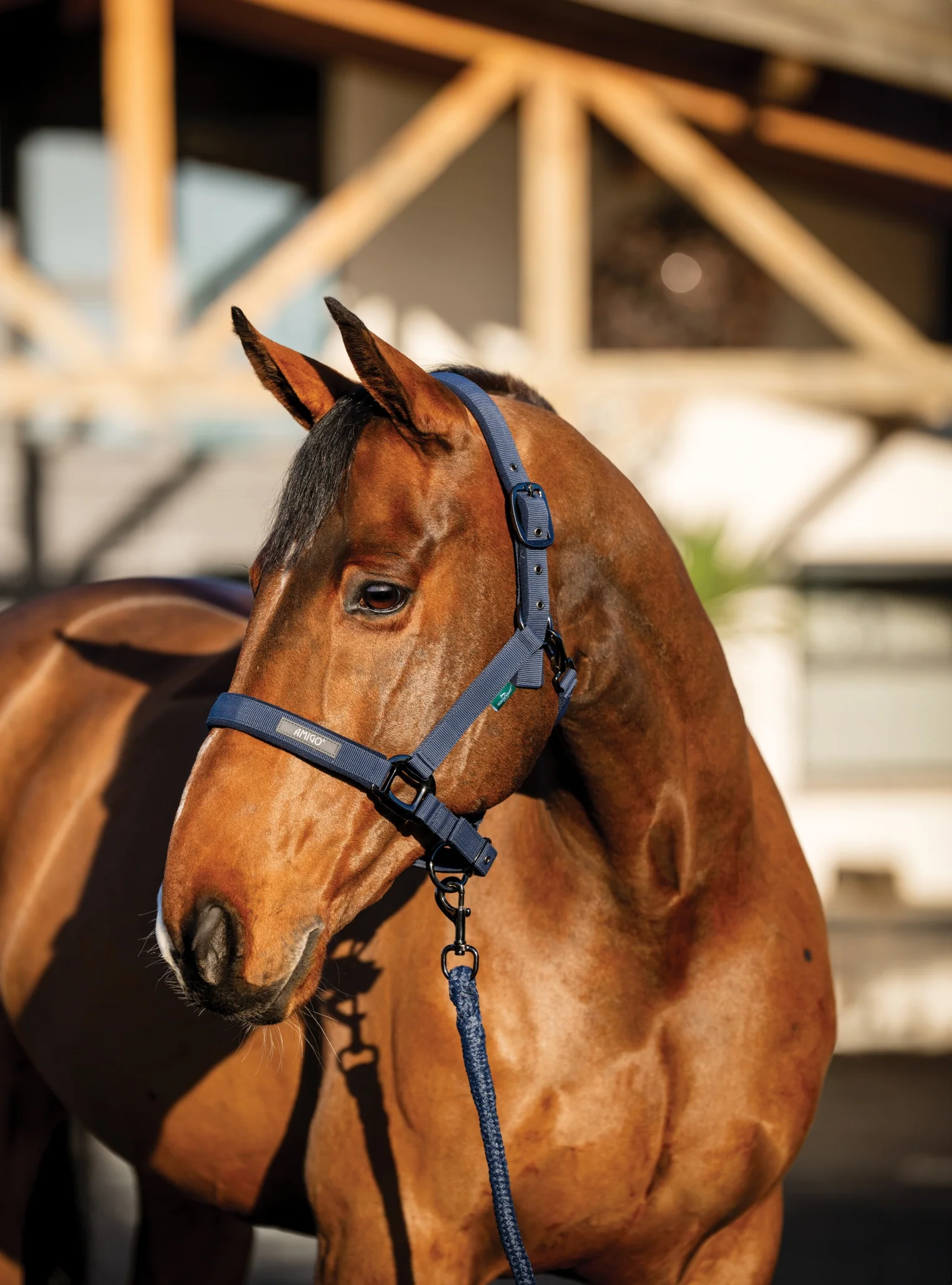 Amigo Halter & Leadrope Set - Image 5