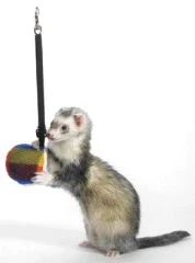 Bungee Toy For Ferrets - Image 2