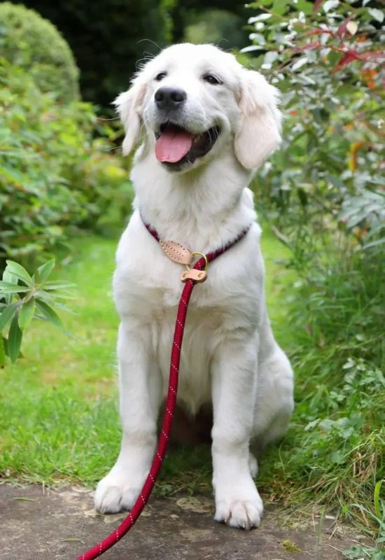 Shires Digby & Fox Reflective Slip Dog Lead - Image 2