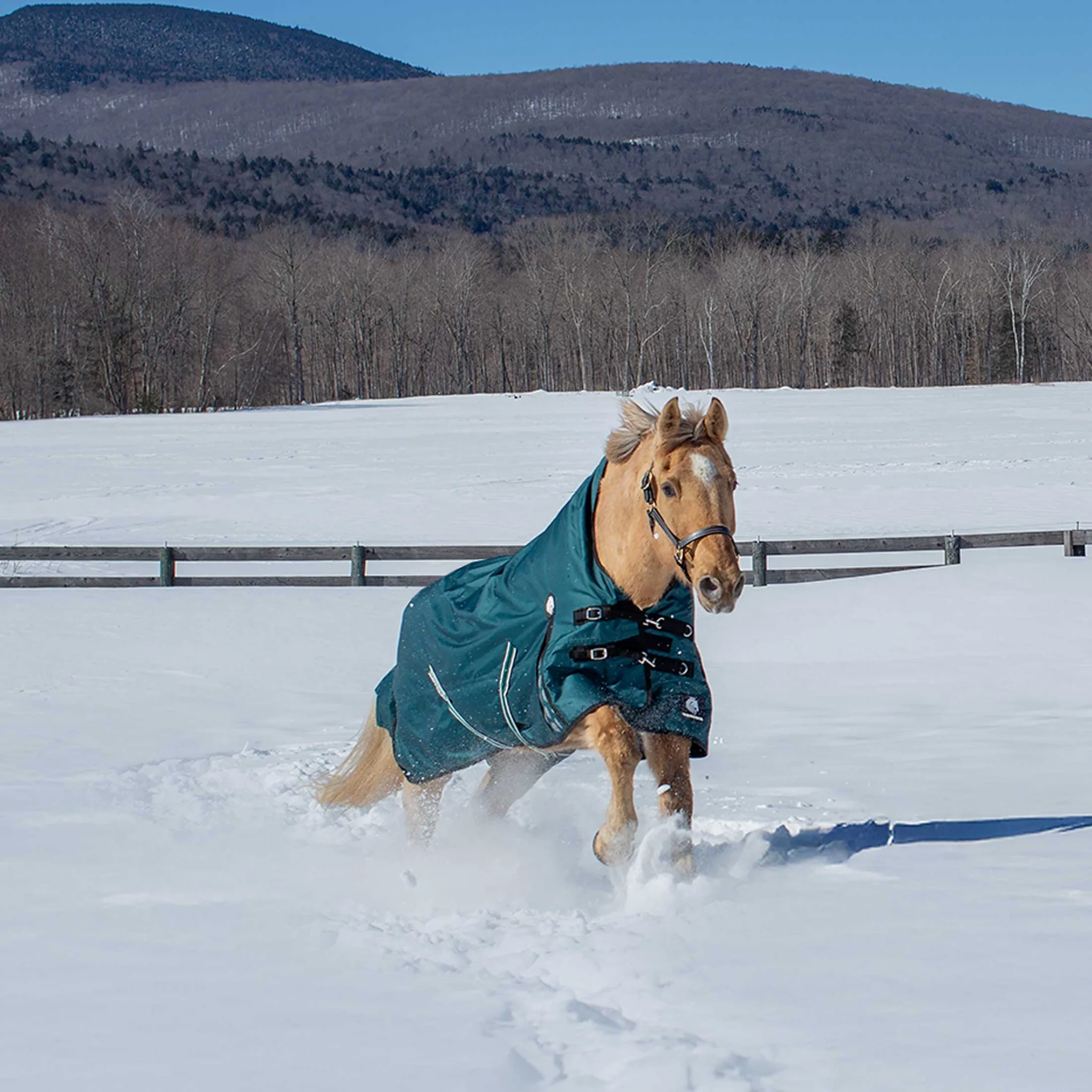 Equinavia Arktis Extended Neck Turnout Sheet - Image 6