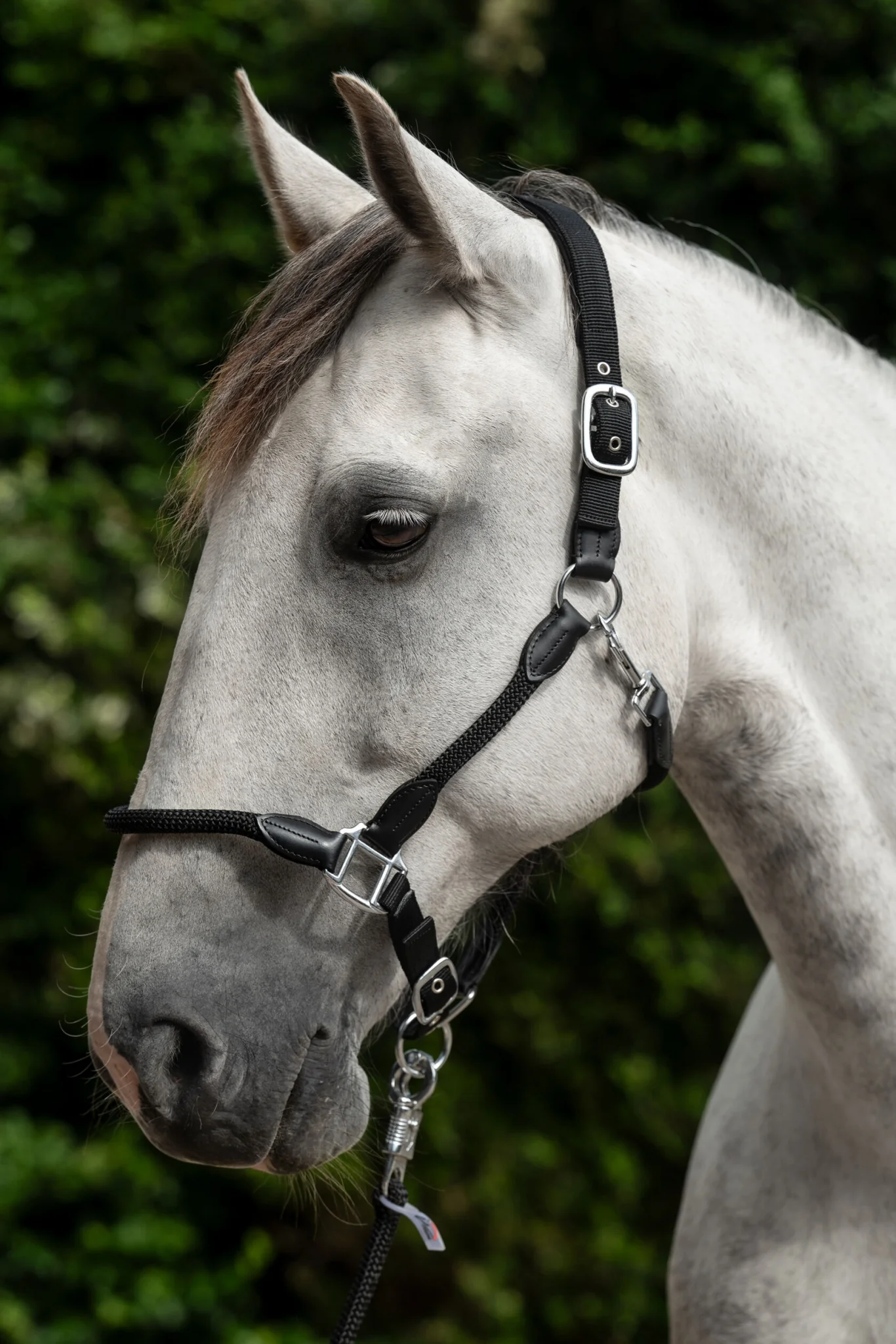 HKM Carlotta Head Collar - Image 2