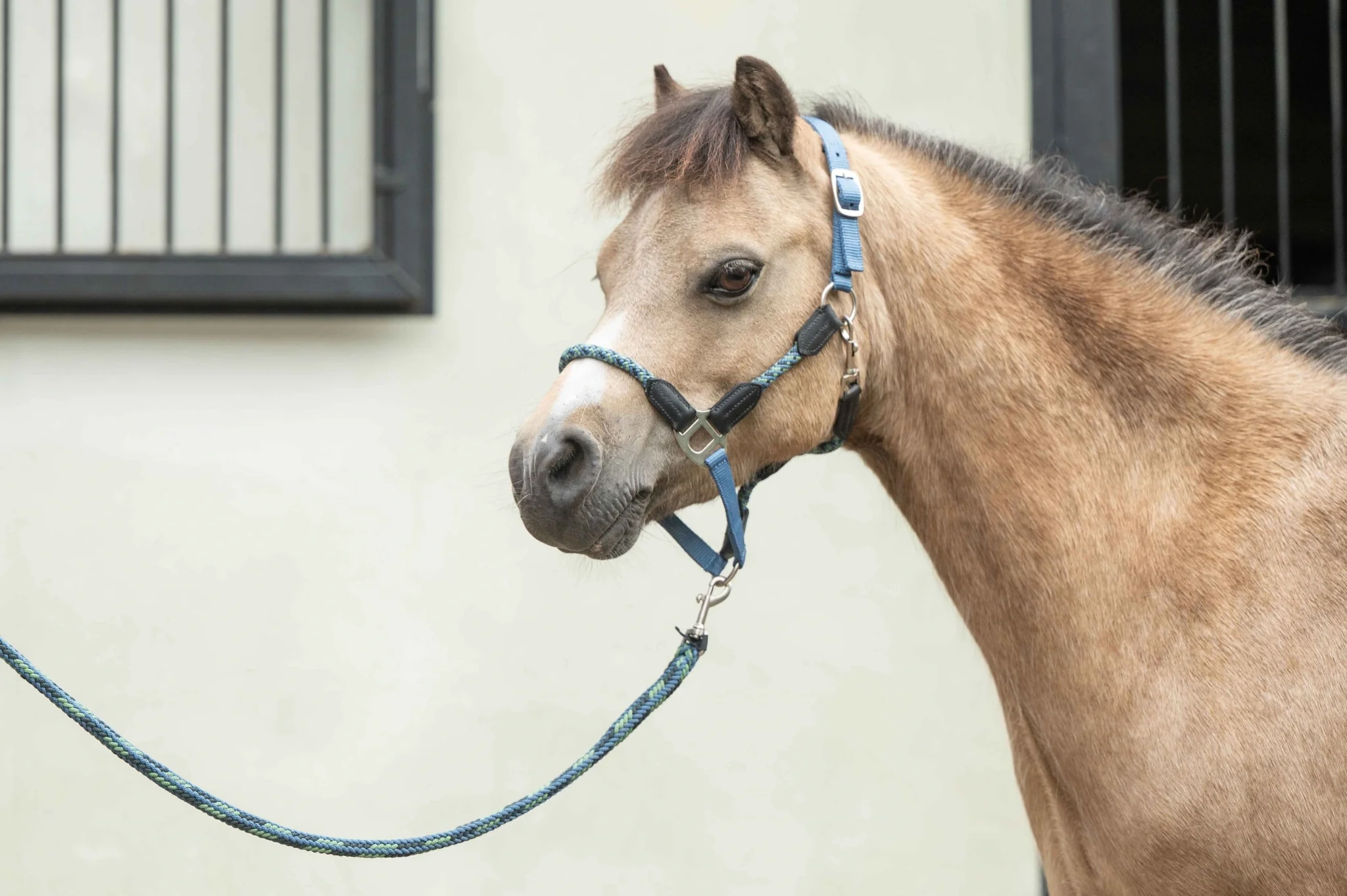 HKM Nele Head Collar - Image 4