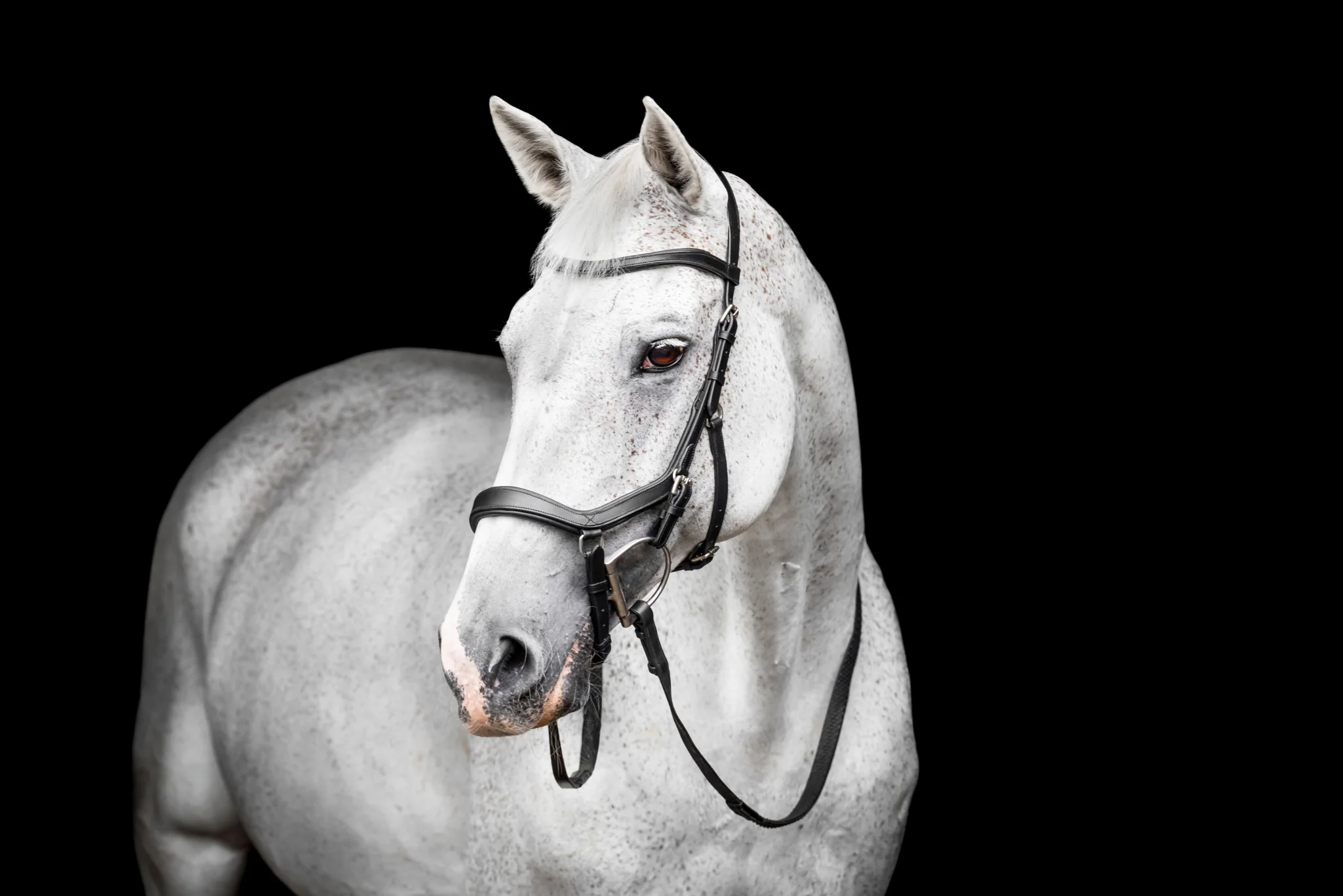 Horseware Micklem Competition Bridle - Image 3