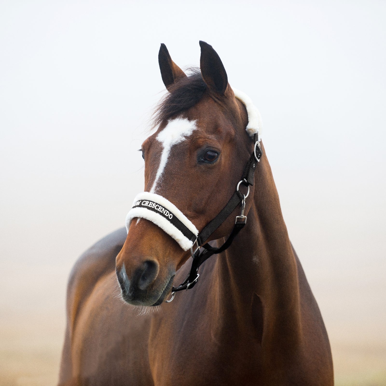 Horze Crescendo Howard Halter