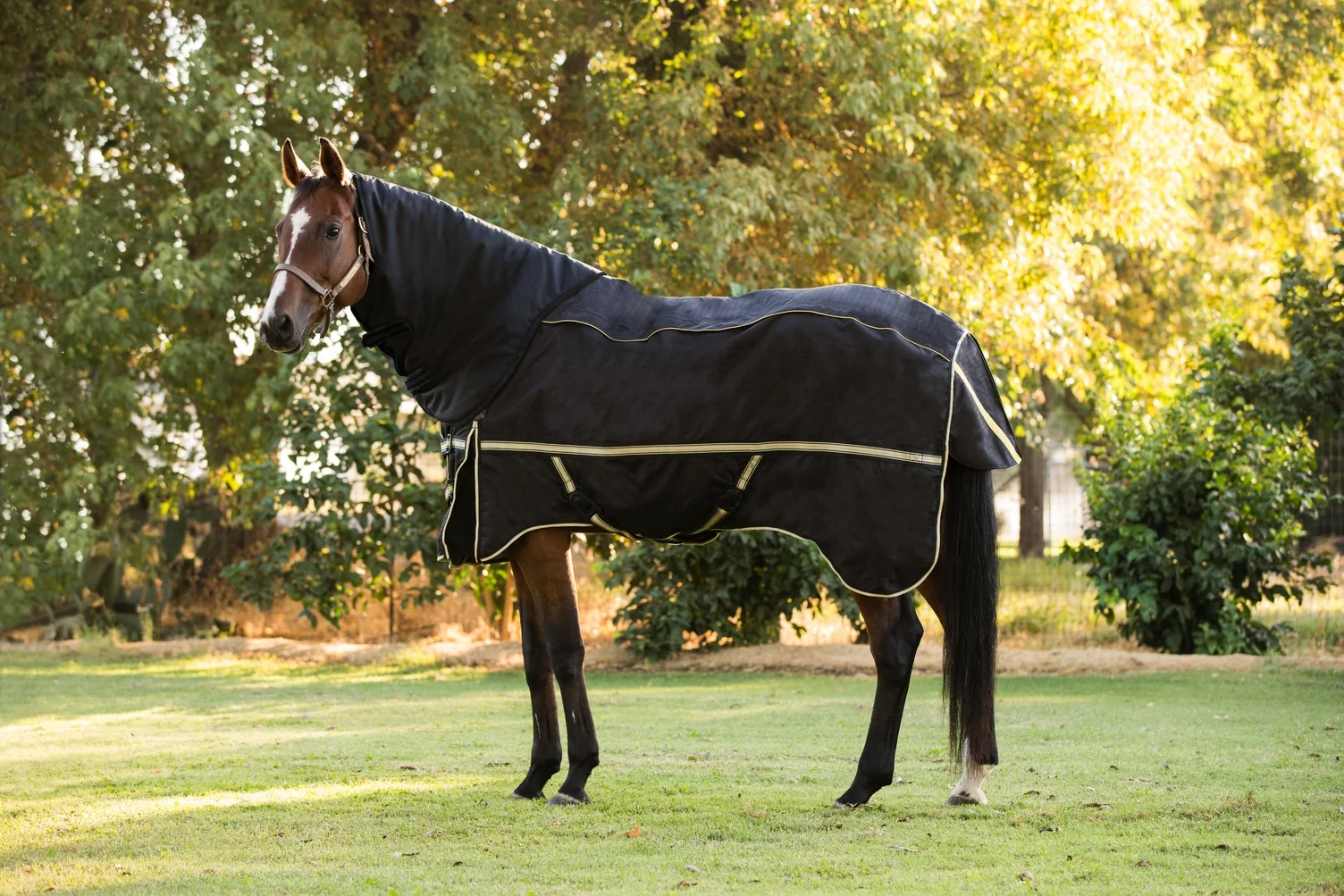 Noble Equestrian Guardman Neck Cover - Image 2