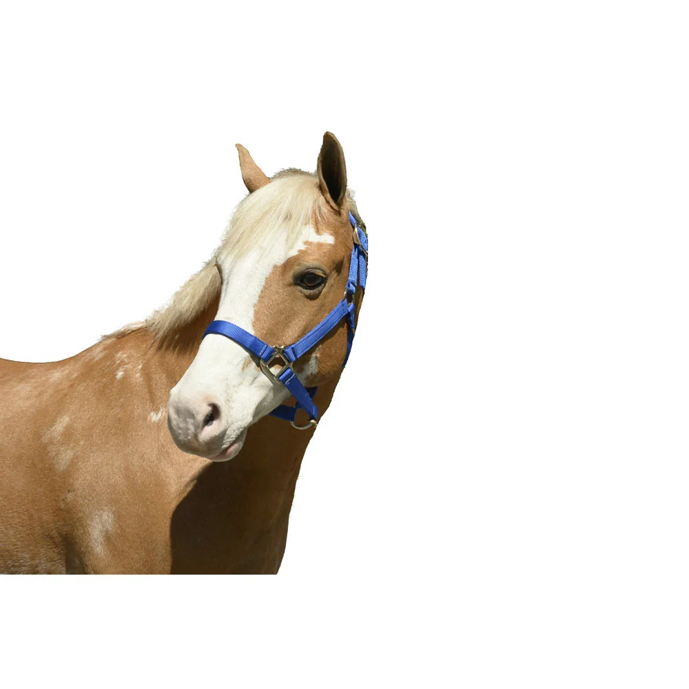Nylon Halter - Image 7