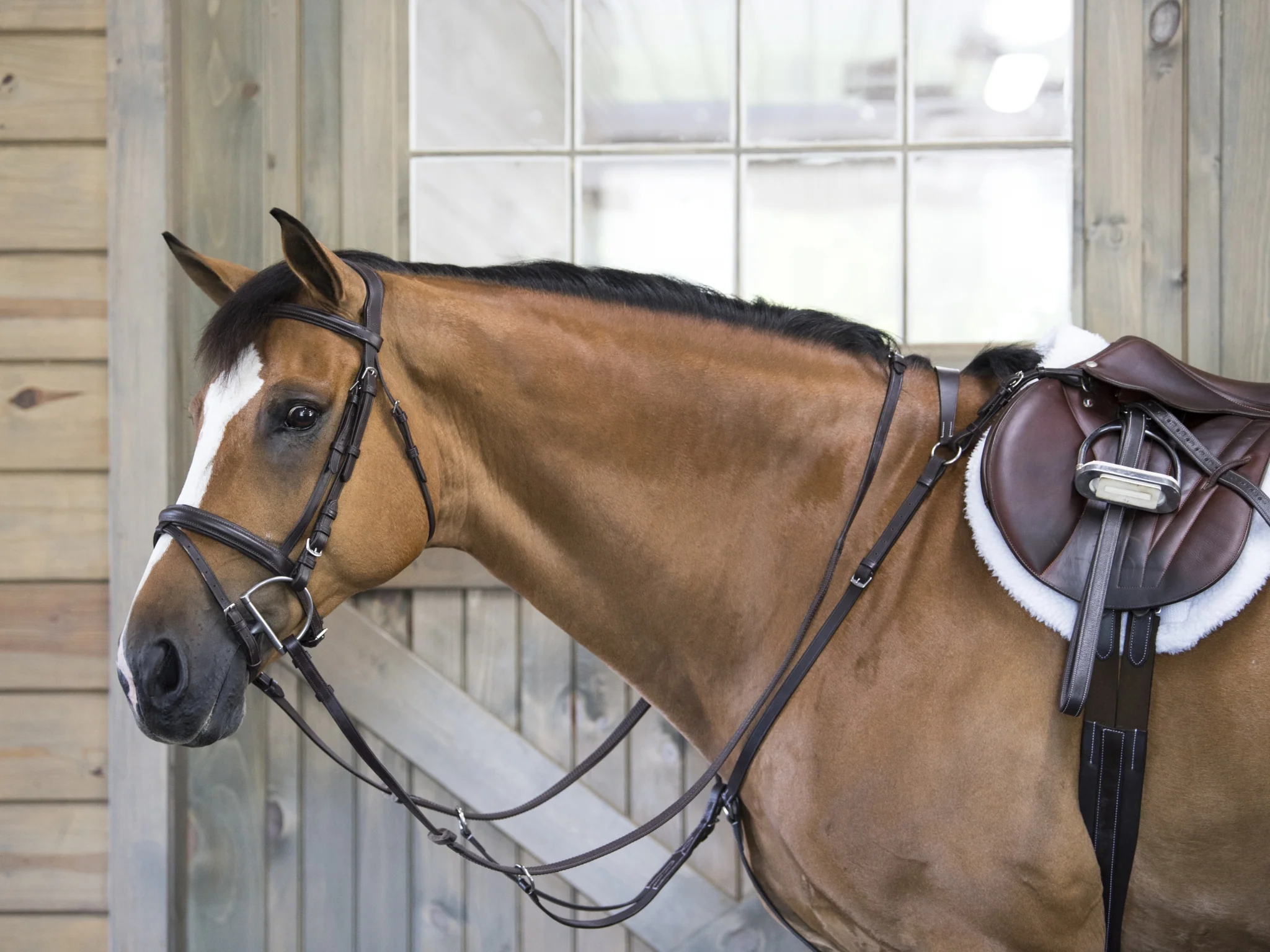 OEQ Flat Standing Martingale