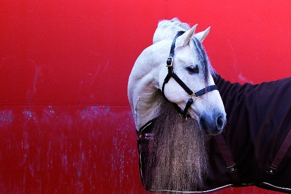 Rambo Stable Sheet