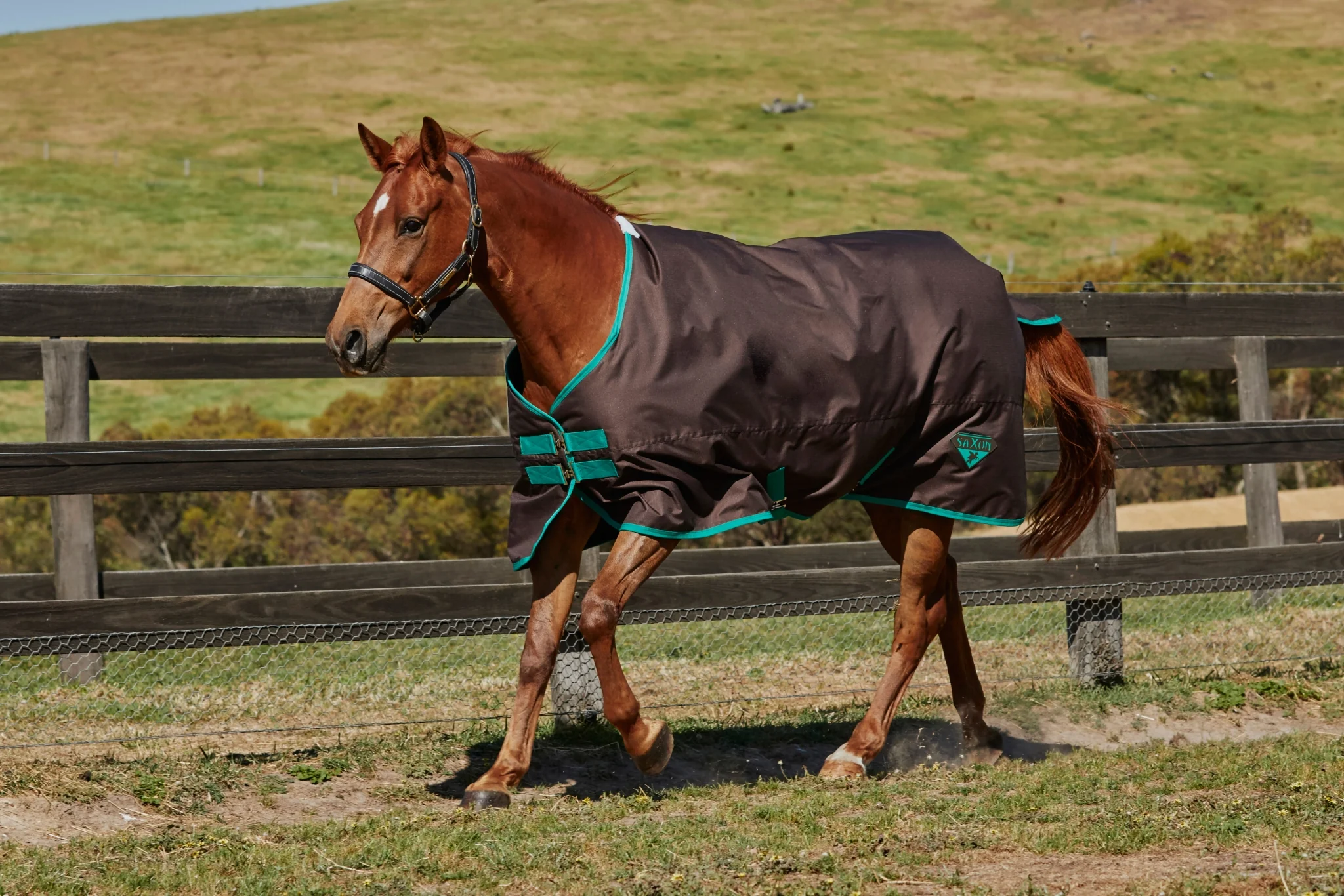Saxon 600D Standard Neck Turnout Blanket IV-Lite