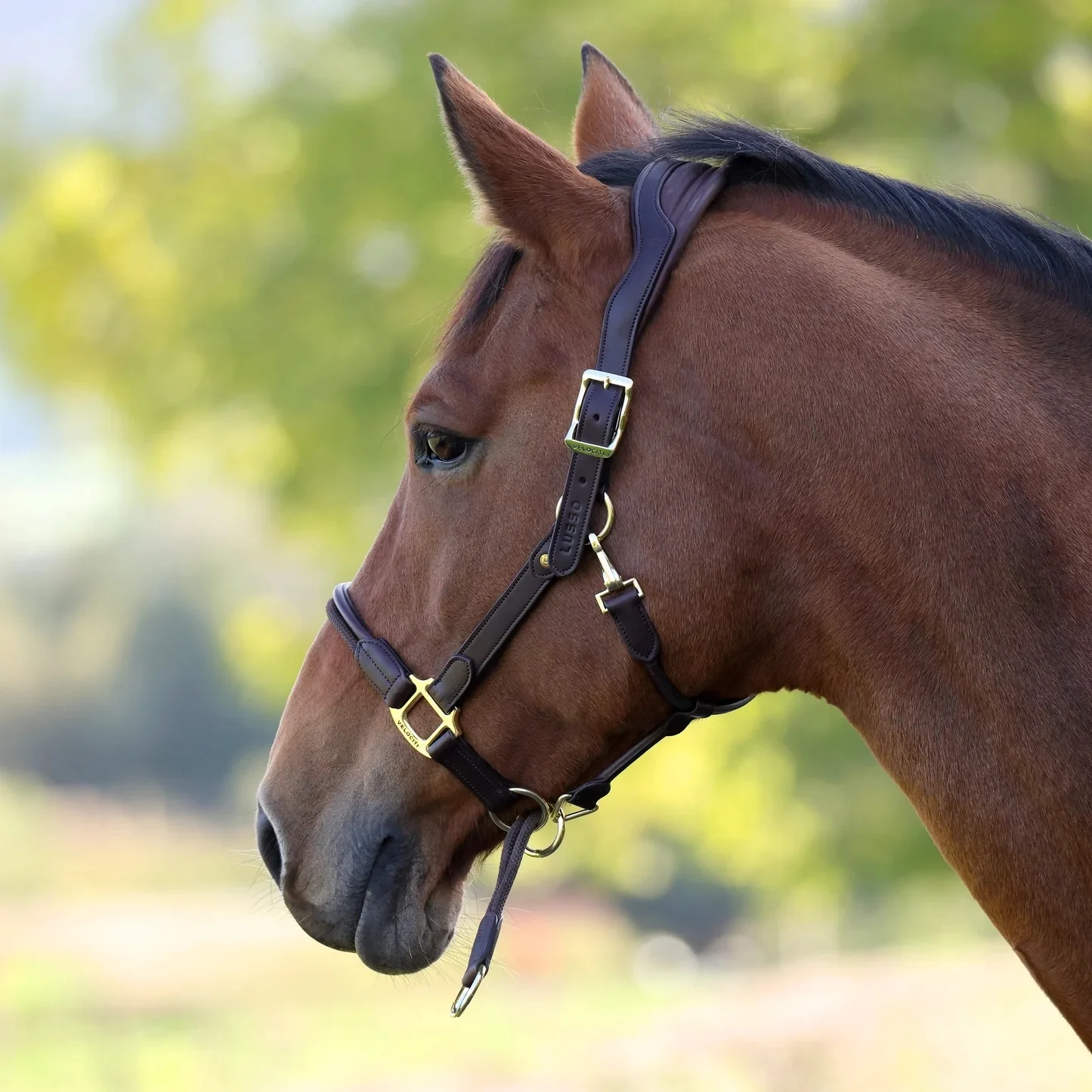 Shires Velociti LUSSO Soria Control Leather Headcollar - Image 4