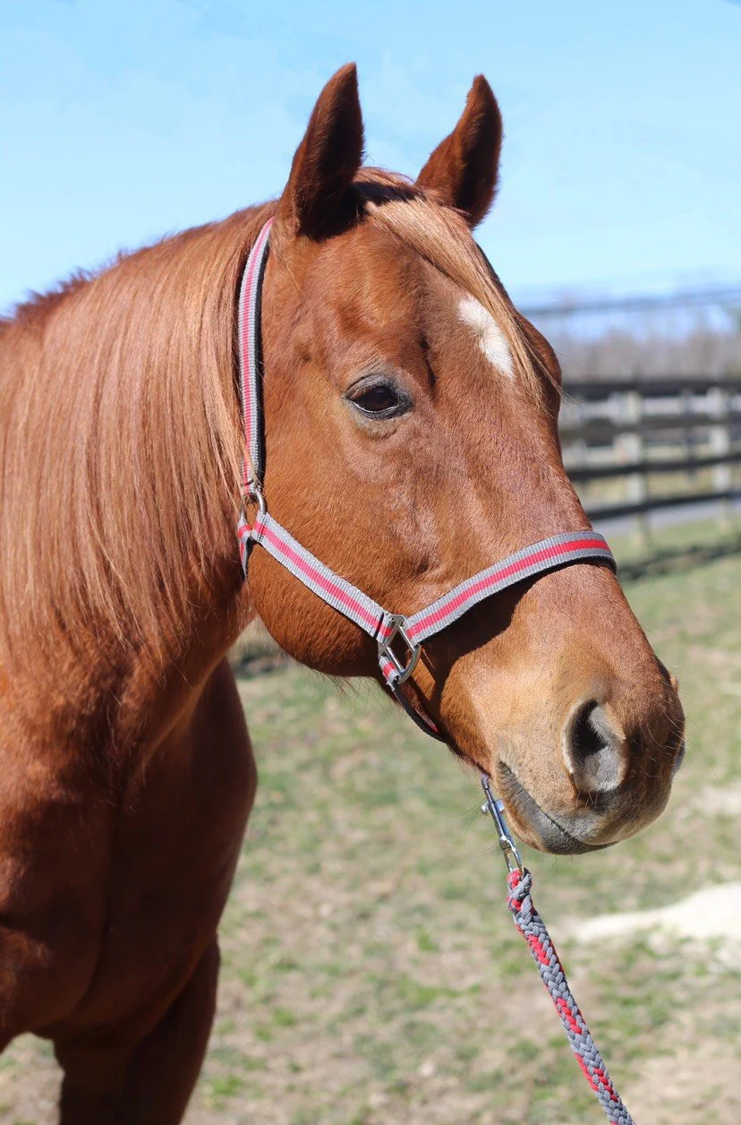 TuffRider Nylon Breakaway Halter & Lead Rope Set - Image 4