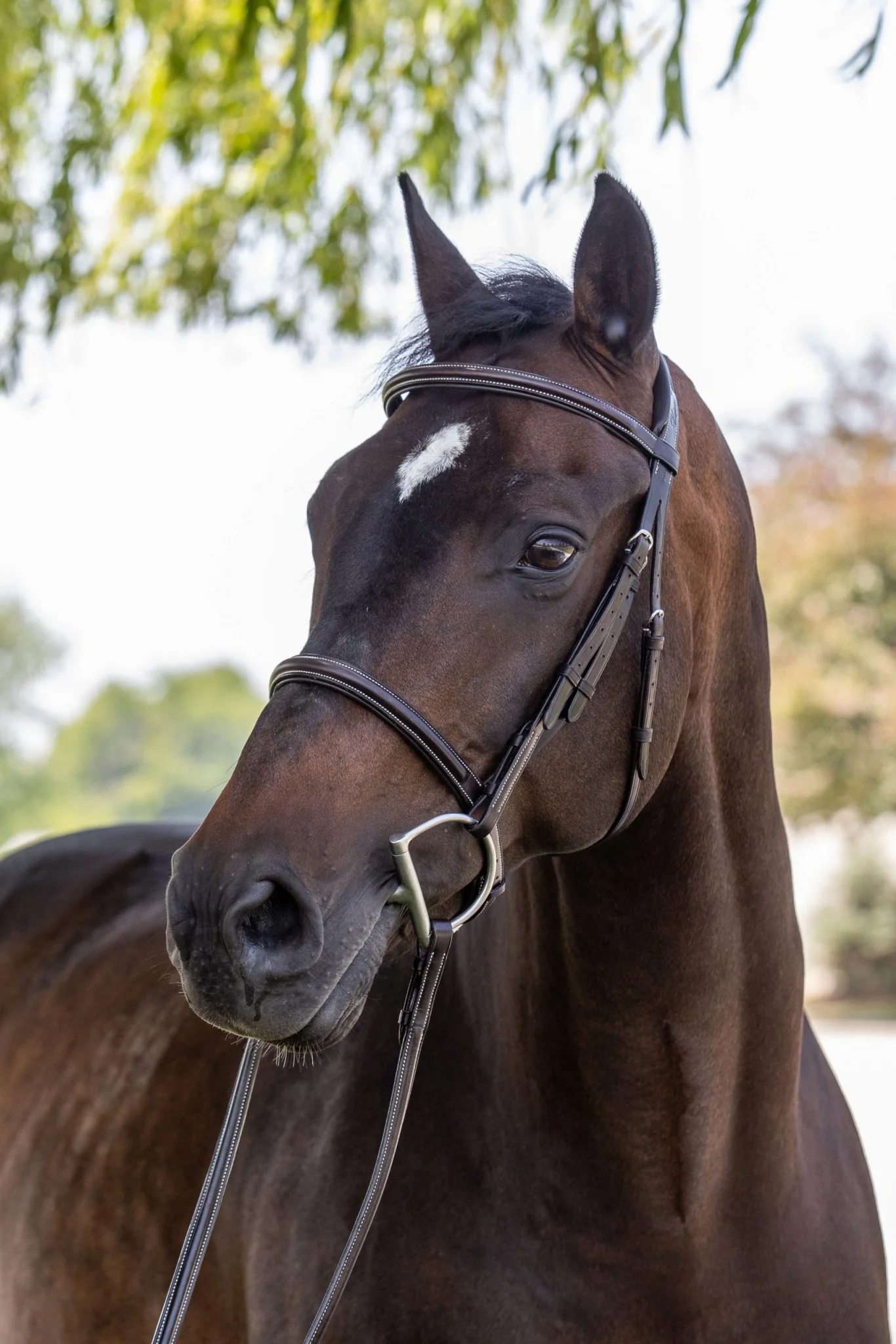 Vespucci Plain Raised Hunter Bridle