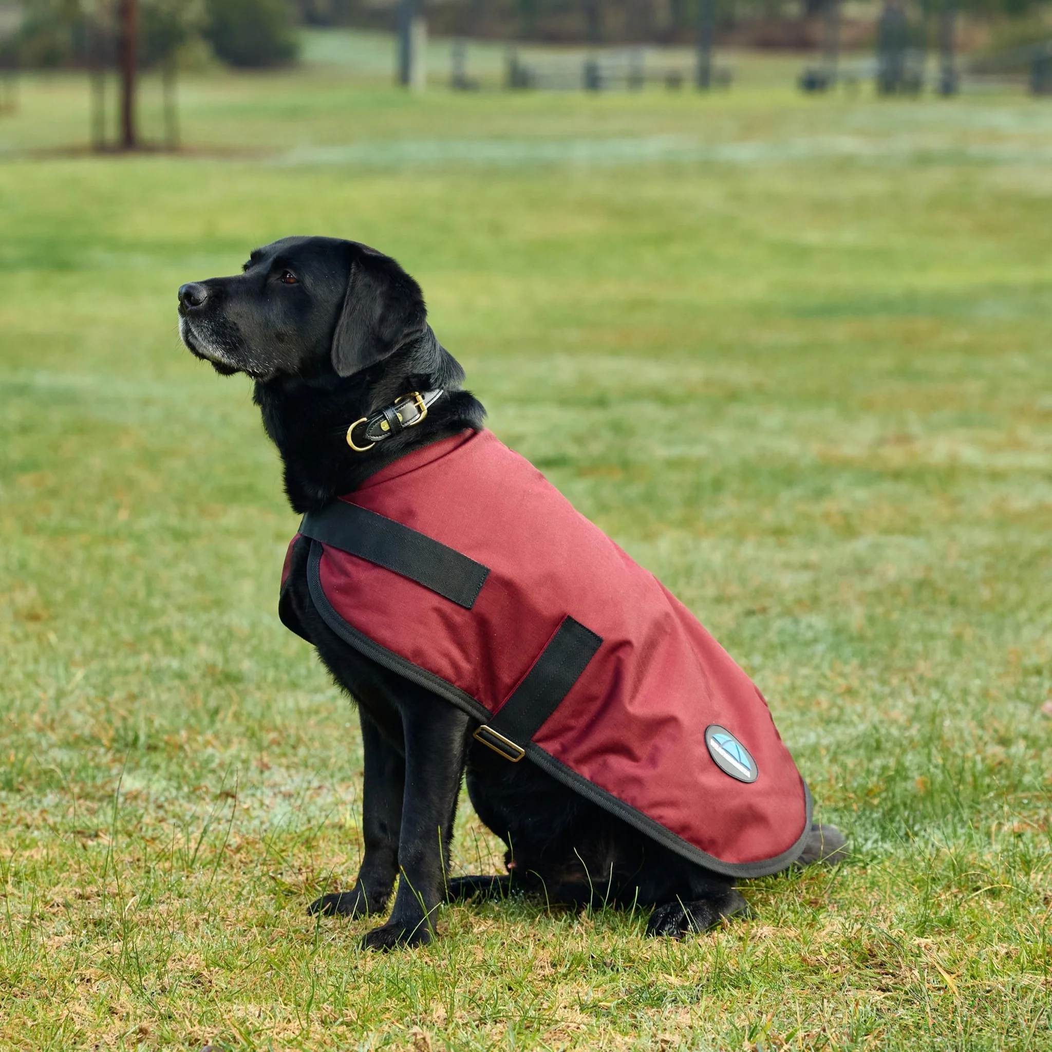 Weatherbeeta ComFiTec Classic Waterproof Dog Coat - Image 5