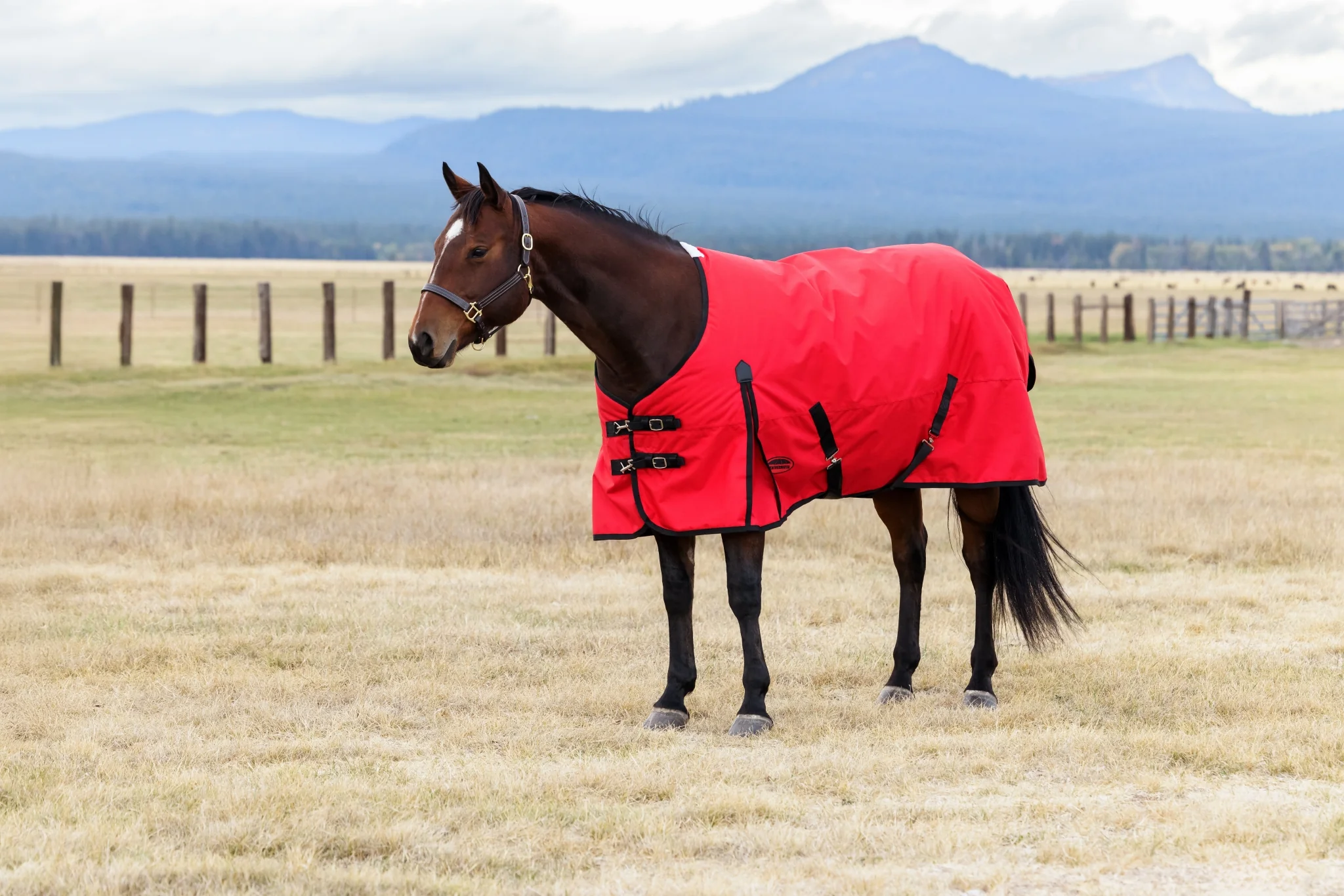Weatherbeeta ComFiTec Original Turnout Standard Neck 220g - Image 4