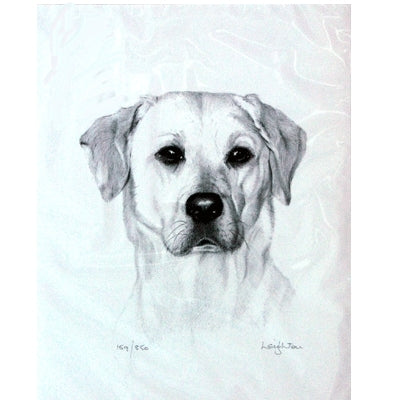 Yellow Labrador By: Sandra Leighton, Matted